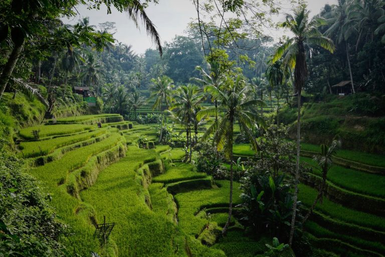 Top 10 Reasons to Go to Bali 2024